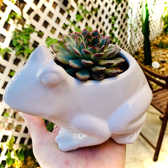 Other - Froggie with Succulent